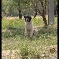 سگ فروشی|سگ|جونقان, |دیوار