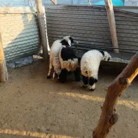 3عددبره‌نر