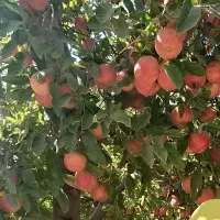 سرکه سیب اعلا به شرط چاقو|خوردنی و آشامیدنی|بروجرد, |دیوار