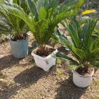 گل سیکاس|گل و گیاه طبیعی|سنگر, |دیوار