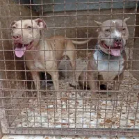 واگذاری پیتبول ماده