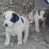 دوعددتوله‌الابی