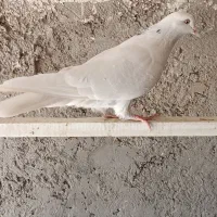 کبوتر پرشی|پرنده|خمینی‌شهر, |دیوار