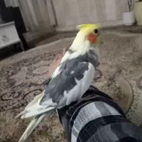 عروس هلندی سخن گو دستی|پرنده|نیشابور, شهرک قدس|دیوار