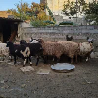 بره گوسفند 10تا