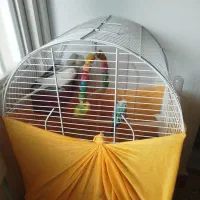 فروش فوری مرغ عشق