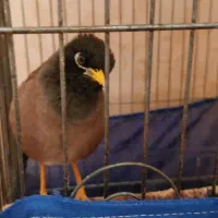 مرغ مینا|پرنده|پاکدشت, خاتون آباد|دیوار