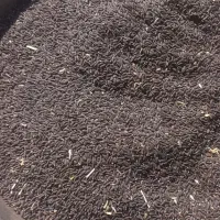 کنجد قهوه ی سرشار از خاصیت