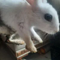 فروش خرگوش سفید