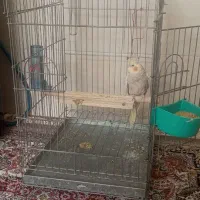 عروس هلندی|پرنده|آباده, |دیوار