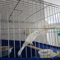 دوعددقناری رسمی بلند.یه جفت رسمی