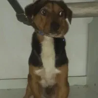 سگ پاکوتاه سوسیسی نژاد میکس شیواوا و داشهوند