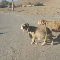 9راس  بز درجع یک|حیوانات مزرعه|بروجن, |دیوار