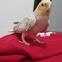 عروس هلندی|پرنده|رشت, سلیمانداراب|دیوار