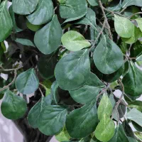 درخت تزئینی|گل مصنوعی|پلدختر, |دیوار