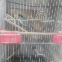 یک جفت عروس هلندی