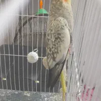 عروس هلندی|پرنده|گلبهار, شهر جدید گلبهار|دیوار