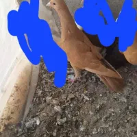 کبوتر رنگه