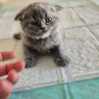 بچه گربه اسکاتیش