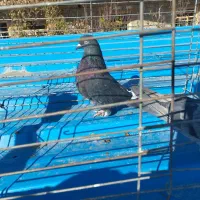 کبوتر فروشی|پرنده|نقده, |دیوار