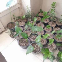 گل زاموفیا تعداد ۴۵ عدد