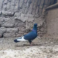نرماده پلنگ|پرنده|کرمان, |دیوار