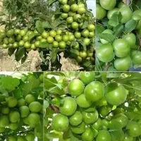 درخت گوجه سبز ، نهال گوجه سبز ،گلخانه نهالستان