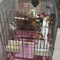 یک جفت طوطی عروس مولد همراه باقفس ولانه و۲عددتخم