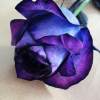 خط بسیار رند و خط اولی های دائمی  ایرانسل