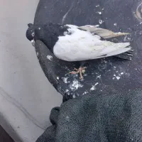 کفتر سینه سیاه