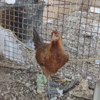 خروس