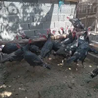 بوقلمون نرو ماده|حیوانات مزرعه|کوهسار (البرز), |دیوار