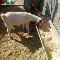 بزوگیسه|حیوانات مزرعه|نگار, |دیوار