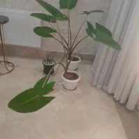 باغبانی پاکسازی باغچه علف زنی تعویض گلدان|خدمات باغبانی و درختکاری|قم, زینبیه|دیوار