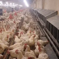 استخدام نیرو کار مرغداری