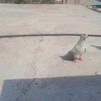 کبوتر معاوضه