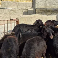 15راس بره ماده