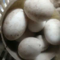 تخم غاز