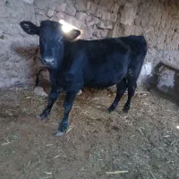 دوعدد جوانه|حیوانات مزرعه|سبزوار, توحیدشهر|دیوار