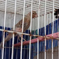 قناری شتری سرخ ترک دم بلند و کشیده