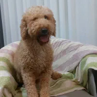 فروش سگ  مینیاتور پودل وارداتی ۲ ساله