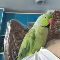 گمشده لطفاً خبر بدید لطفاً