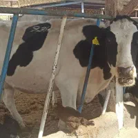 5 راس توخک و یک گاو شکم سوم 3 راس گوساله|حیوانات مزرعه|فریمان, |دیوار