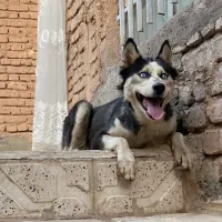 هاسکی ماده|سگ|تربت جام, پاسداران|دیوار