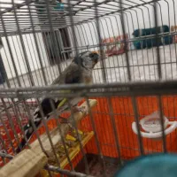 سهره جوجه امسال