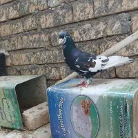 کفتر شهری یال سیاه نر پر گل