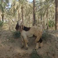 کهره نر|حیوانات مزرعه|آبپخش, |دیوار