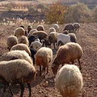 گوسفند میش و بره