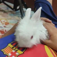 خرگوش و بندر گردی