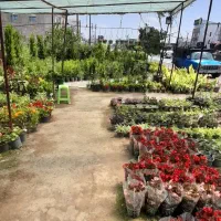 نیروی کار در نهالستان